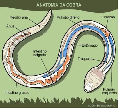 Eureka! O mundo das ciências: ANATOMIA DOS RÉPTEIS